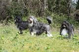 PETIT CHIEN LION 274